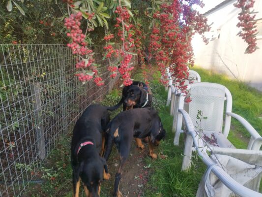 Cierre perimetral seguro para mascotas